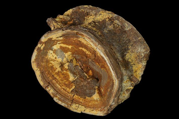 Fossil Xiphactinus (Cretaceous Fish) Vertebra - Kansas #139314